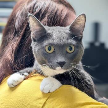 Lily -  Domestic Short Hair Cat for Adoption in Canton, Illinois - Lily | PetCurious