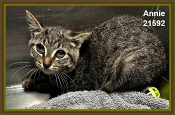 ANNIE (see also ARCHIE) -  Domestic Short Hair and Tabby Cat for Adoption in Marietta, Georgia - ANNIE (see Also ARCHIE) | PetCurious
