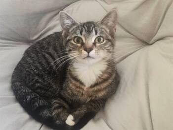 CLOVE -  Domestic Short Hair Cat for Adoption in Fort Wayne, Indiana - CLOVE | PetCurious