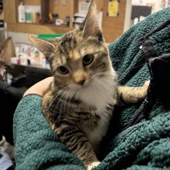 Domestic Short Hair Cats Available for Adoption - RACCOON | PetCurious