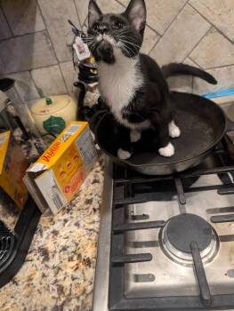 Jasper -  Domestic Short Hair Cat for Adoption in Grovetown, Georgia - Jasper | PetCurious