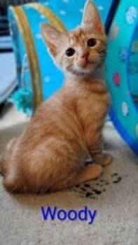 Woody -  Domestic Short Hair Cat for Adoption in Newport, Kentucky - Woody | PetCurious