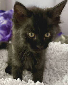 Rescue Domestic Medium Hair Cats for Adoption in Campbell, California - Pepper | PetCurious