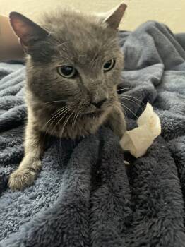 Rescue Domestic Medium Hair Cats for Adoption in Jemez Pueblo, New Mexico - Blade | PetCurious