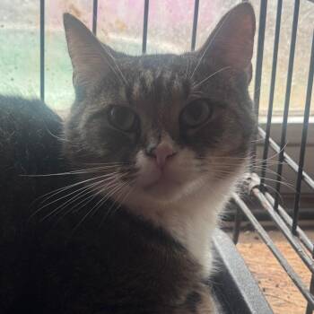 Domestic Short Hair Cats Available for Adoption in Inwood, West Virginia - Nunnie | PetCurious