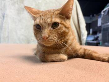 Sam -  Domestic Short Hair Cat for Adoption in Huntington, Indiana - Sam | PetCurious
