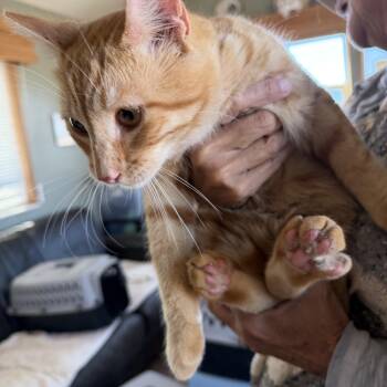 Mr. Bigglesworth -  Domestic Short Hair Cat for Adoption in Deming, New Mexico - Mr. Bigglesworth | PetCurious