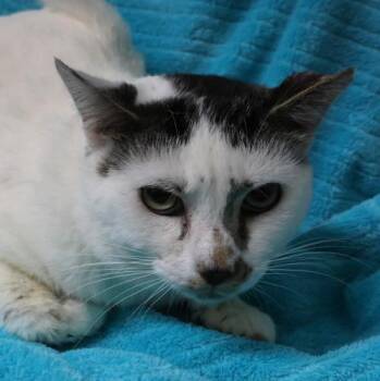 Domestic Short Hair Cats Available for Adoption in Thief River Falls, Minnesota - Emory | PetCurious