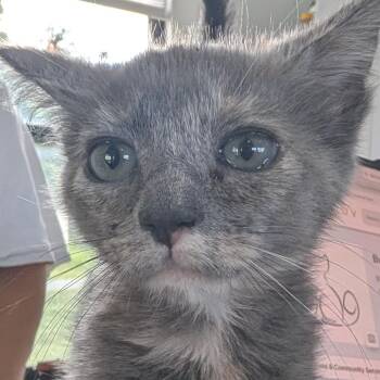 Bulls Eye -  Domestic Medium Hair Cat for Adoption in Chapel Hill, North Carolina - Bulls Eye | PetCurious
