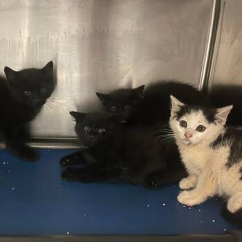 Blender -  Domestic Short Hair Cat for Adoption in Rocky Mount, Virginia - Blender | PetCurious