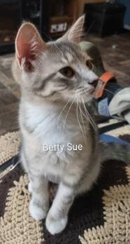 Betty Sue -  Domestic Short Hair Cat for Adoption in Fredericton, New Brunswick - Betty Sue | PetCurious