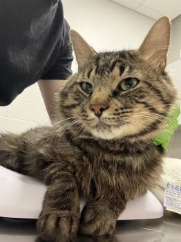 RIPLEY -  Domestic Medium Hair Cat for Adoption in Indianapolis, Indiana - RIPLEY | PetCurious