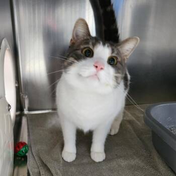 Domestic Short Hair Cats Available for Adoption in Walker, Michigan - Lydia | PetCurious