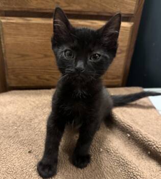 Petal -  Domestic Short Hair Cat for Adoption in Port Washington, Wisconsin - Petal | PetCurious