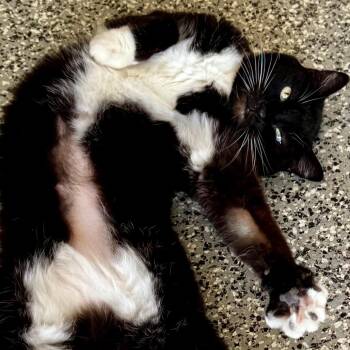 Sunny -  Domestic Short Hair Cat for Adoption in Lakeland, Florida - Sunny | PetCurious