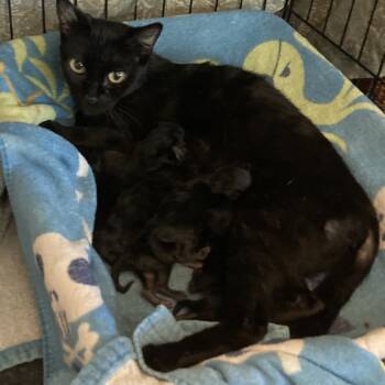 Rescue Domestic Short Hair Cats for Adoption in Chino Hills, California - Wendy C000-519 | PetCurious