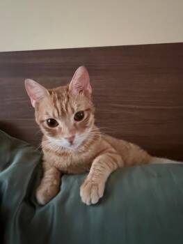 Domestic Short Hair and Egyptian Mau Cats Available for Adoption in Brampton, Ontario - Lora Sweet Pea  | PetCurious