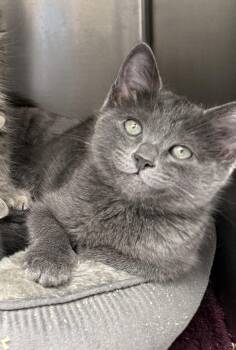 Klaus -  Domestic Short Hair Cat for Adoption in Oakland, California - Klaus | PetCurious