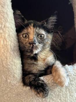Opal -  Domestic Short Hair Cat for Adoption in Antioch, California - Opal | PetCurious