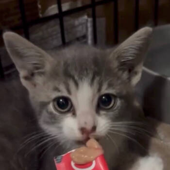 Rescue Domestic Short Hair Cats for Adoption in Long Beach, California - Cricket | PetCurious