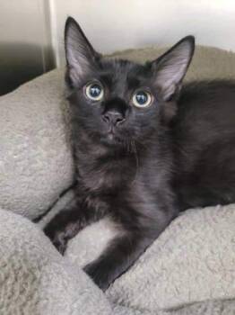 Rescue Domestic Medium Hair and Domestic Short Hair Cats for Adoption in Memphis, Tennessee - Mr. Bear | PetCurious