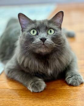 Dolly -  Domestic Long Hair Cat for Adoption in Mount Pleasant, Texas - Dolly | PetCurious