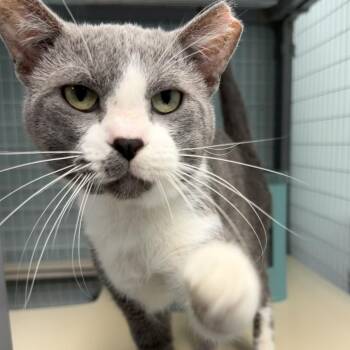 Domestic Medium Hair Cats Available for Adoption in Edwardsville, Illinois - Boxtop | PetCurious
