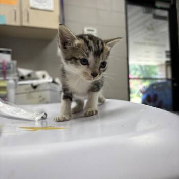 Franky -  Domestic Short Hair Cat for Adoption in Lufkin, Texas - Franky | PetCurious