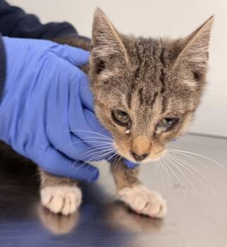 Stardust -  Domestic Short Hair Cat for Adoption - Stardust | PetCurious