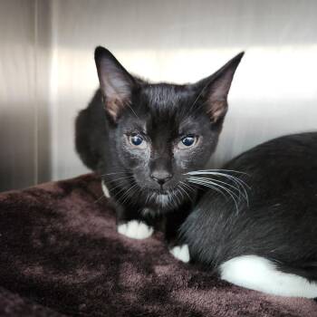 Gravy -  Domestic Short Hair Cat for Adoption in Fort Wayne, Indiana - Gravy | PetCurious