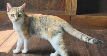 Hildegard -  Domestic Short Hair Cat for Adoption in Kinston, North Carolina - Hildegard | PetCurious
