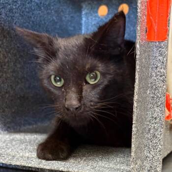Domestic Short Hair Cats Available for Adoption in Birmingham, Alabama - Tibbs | PetCurious