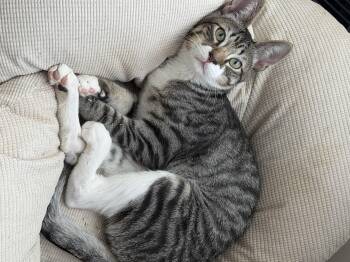 Noah -  Domestic Short Hair Cat for Adoption in Homer Glen, Illinois - Noah | PetCurious