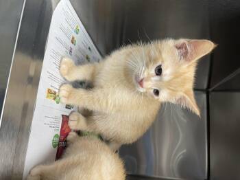 Domestic Short Hair Cats Available for Adoption in Kimberlin Heights, Tennessee - Garth | PetCurious