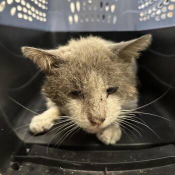 Domestic Short Hair Cats Available for Adoption - Sir Meows-A-Lot | PetCurious