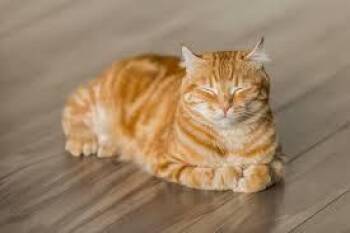 testcat -  Abyssinian Cat for Adoption in New York, New York - Testcat | PetCurious