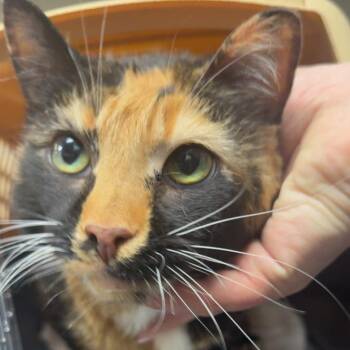 Buttermilk -  Domestic Short Hair and Manx Cat for Adoption - Buttermilk | PetCurious
