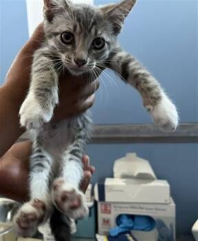 BLANCO -  Domestic Short Hair Cat for Adoption in San Bernardino, California - BLANCO | PetCurious