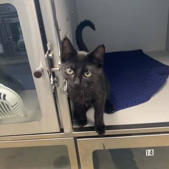 Ryder -  Domestic Short Hair Cat for Adoption in Nevada, Missouri - Ryder | PetCurious
