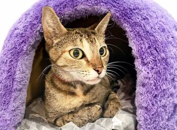 Domestic Short Hair Cats Available for Adoption in Fort Lauderdale, Florida - BONNIE | PetCurious