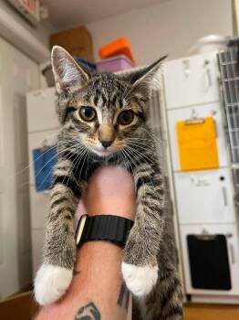 Blue Button -  Domestic Short Hair Cat for Adoption in Bolivar, Missouri - Blue Button | PetCurious