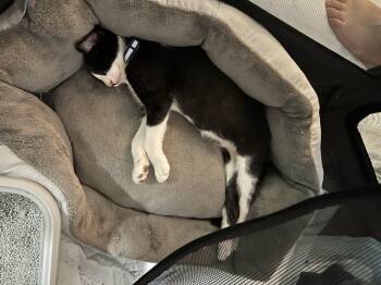 Rescue Tuxedo Cats for Adoption in Tracy, California - Bolt | PetCurious