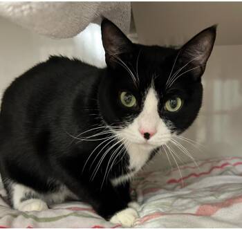 Rescue Domestic Short Hair Cats for Adoption in Maple Ridge, British Columbia - Munson | PetCurious