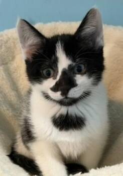 Snap Pea -  Domestic Short Hair Cat for Adoption in Kenosha, Wisconsin - Snap Pea | PetCurious