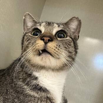 Alvin -  Domestic Short Hair Cat for Adoption in Aldie, Virginia - Alvin | PetCurious