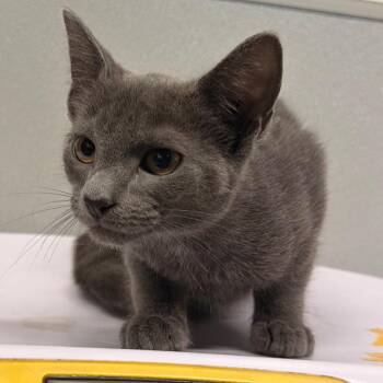 Iris -  Russian Blue Cat for Adoption in Tampa, Florida - Iris | PetCurious
