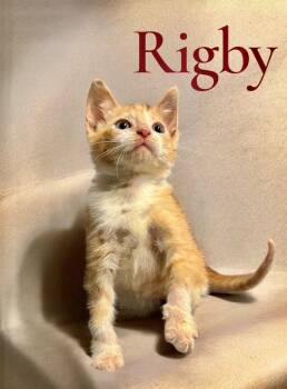 Rigby -  Domestic Short Hair Cat Available for Adoption in Houston, Texas - Rigby | PetCurious