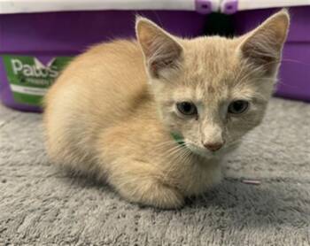 COLORED PENCIL -  Domestic Short Hair Cat for Adoption in Peoria, Illinois - COLORED PENCIL | PetCurious