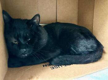 LARB -  Domestic Short Hair Cat for Adoption in Boston, Massachusetts - LARB | PetCurious