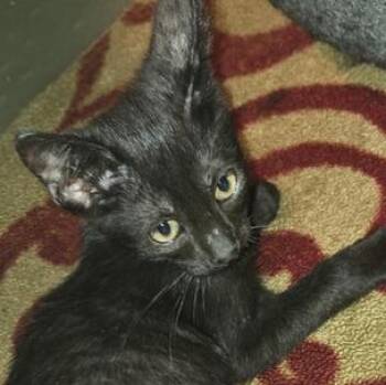 Wolf -  Bombay Cat for Adoption in Liverpool, Texas - Wolf | PetCurious